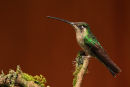 Colibri de Rivoli femelle sur fonds brun