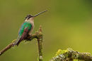 Colibri de Rivoli femelle