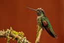 Colibri de Rivoli mâle sur fonds brun
