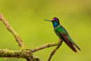 Colibri de Rivoli mâle