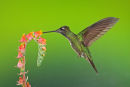 Colibri de Rivoli mâle en vol