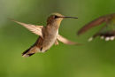 Colibri à gorge rubis femelle en vol