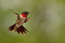 Colibri à gorge rubis mâle en vol