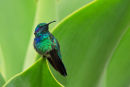 Colibri thalassin sur un echevaria