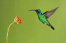 Colibri thalassin en vol 1