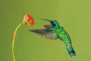 Colibri thalassin en vol 2