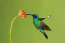 Colibri thalassin en vol 3