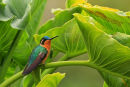 Colibri à ventre châtain femelle