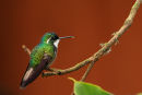 Colibri à ventre châtain mâle
