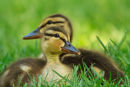 Canetons colvert