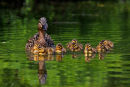Canard colvert femelle avec canetons 2