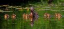 Canard colvert femelle avec canetons 1