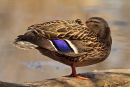 Canard colvert femelle somnolant