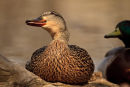 Canard colvert femelle curieuse