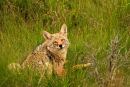 Coyote amical