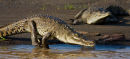 Crocodile américain