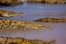 Crocodiles américains se jetant à l’eau 2 