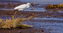 Crocodile américain et aigrette neigeuse 