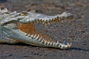 Crocodile américain – Gros-plan