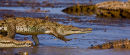 Crocodiles américains se jetant à l’eau 1 