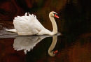 Cygne tuberculé dans des reflets d'automne - gros-plan 