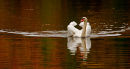 Cygne tuberculé dans des reflets d'automne