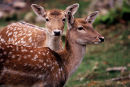 Deux faons (daims) - Parc Oméga, Québec