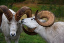 Mouflons de Dall