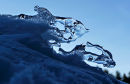 Dauphins de glace