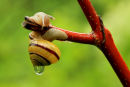 Escargot sous la pluie