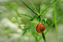 Escargot parmi des fleurs blanches