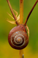 Escargot sur fourche