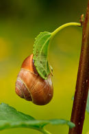 Escargot suspendu