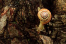 Escargot sur tronc en exploration