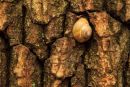 Escargot sur tronc