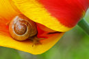 Escargot sur tulipe