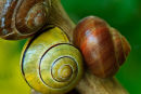 Trio d'escargots 