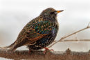 Étourneau sansonnet en plumage hiver