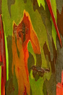 Tronc d’eucalyptus arc-en-ciel – détail 2