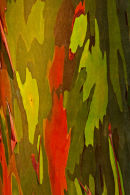 Tronc d’eucalyptus arc-en-ciel – détail 3