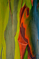 Tronc d’eucalyptus arc-en-ciel – détail 1