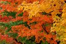 Automne multicolore