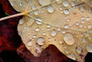 Feuille d'automne après la pluie