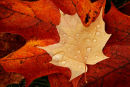 Feuille d'érable à l'automne après la pluie