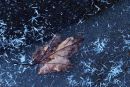 Feuille d'érable sur glace