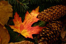 Feuille d'érable et pommes de pin à l'automne