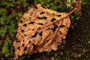 Feuille morte à l'automne