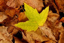Feuille verte à l'automne