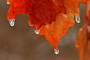 Feuilles de chênes en hiver