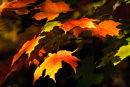 Lumière d'automne